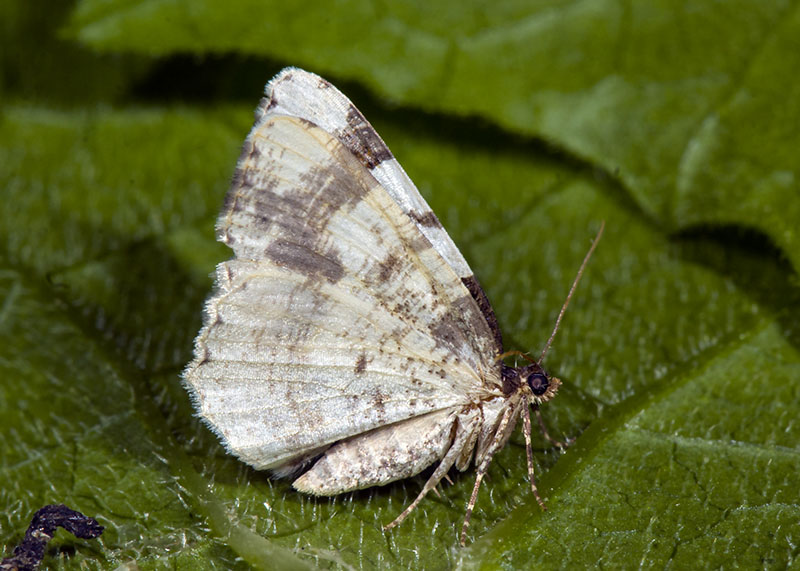 Ligdia adustata, Geometridae